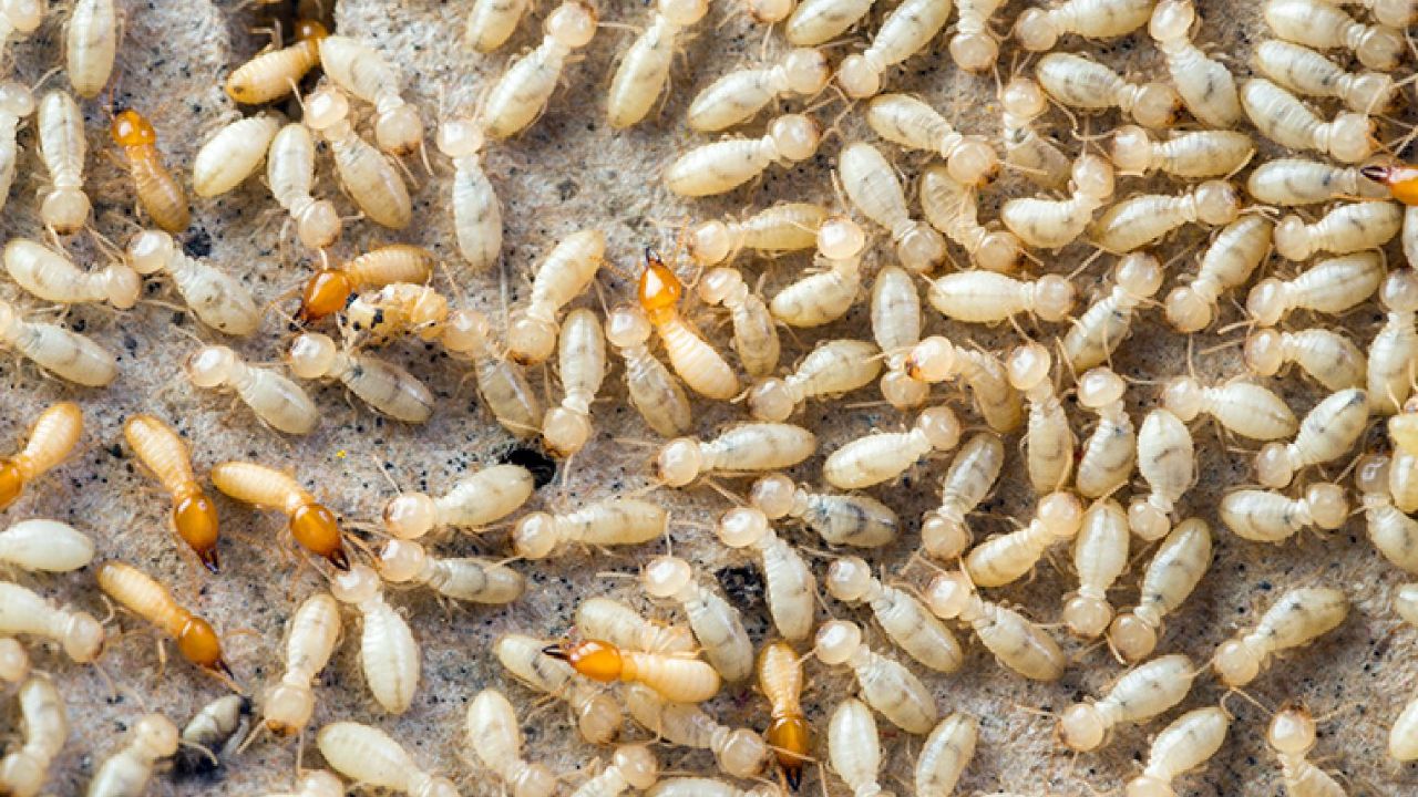 टर्माइट, ज्याला इंग्रजीत 