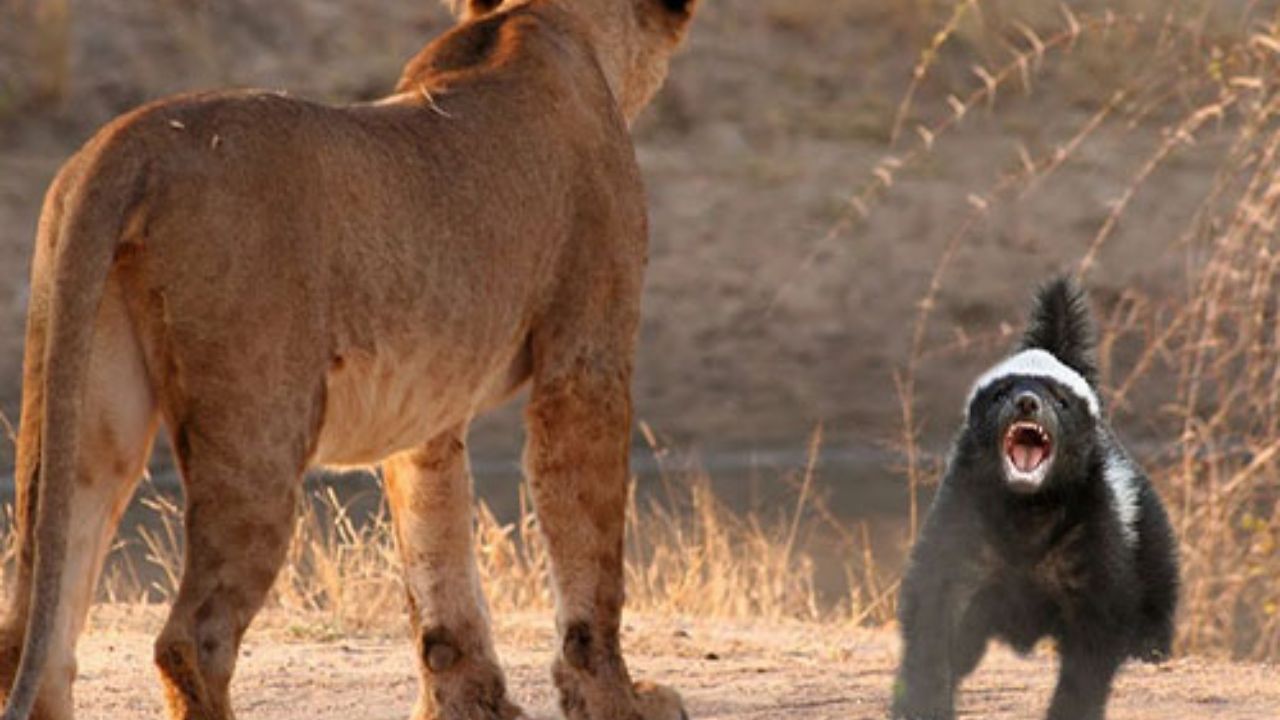 the rare 'honey badger' that fights beehives for honey A chivalrous warrior in nature