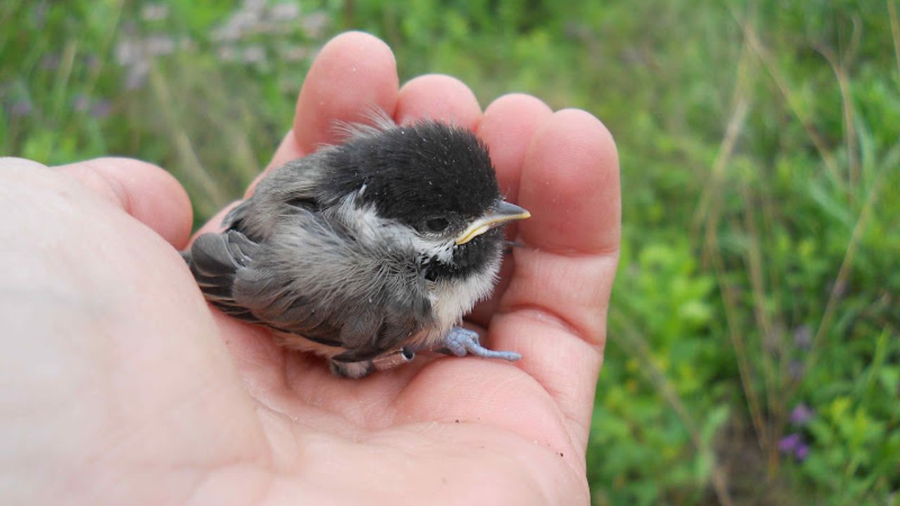 'These' birds have a great memory They use their brain like a human