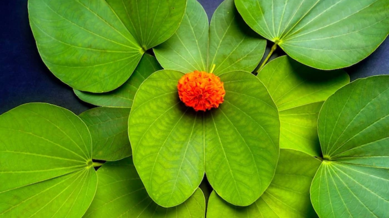 या पानांचे सेवन करुन तुम्ही अनेक समस्यापासून सुटका मिळवू शकता. यासाठी तुम्ही आपट्याच्या पानांच्या रसाचे सेवन करु शकता
