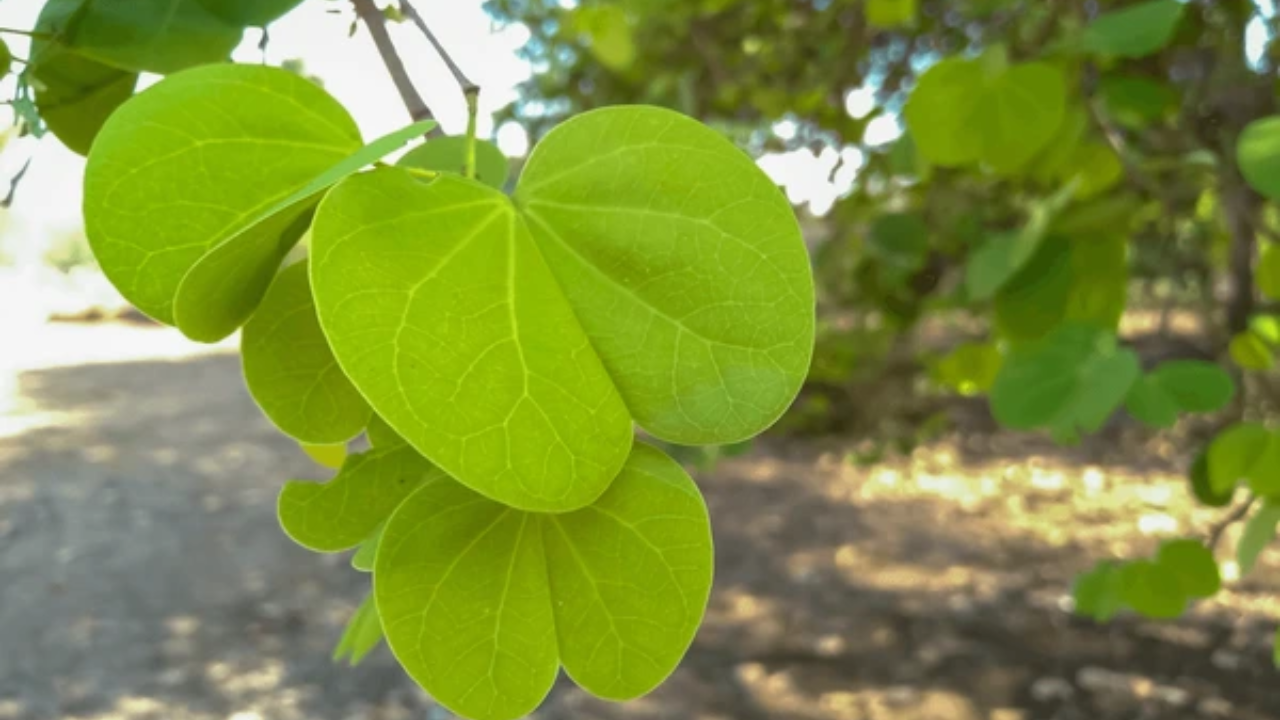 नवरात्रीत अनेकजण  9 दिवस उपवास करत असतात. ज्यामुळे नंतर त्यांना अपचनाचा किंवा ॲसिडिटीचा त्रास होतो. अशात सकाळचे जेवण झाल्यानंतर तुम्ही आपट्याच्या 2 पानांचे सेवन केले तर तुम्हाला कोणताही त्रास होणार नाही 
