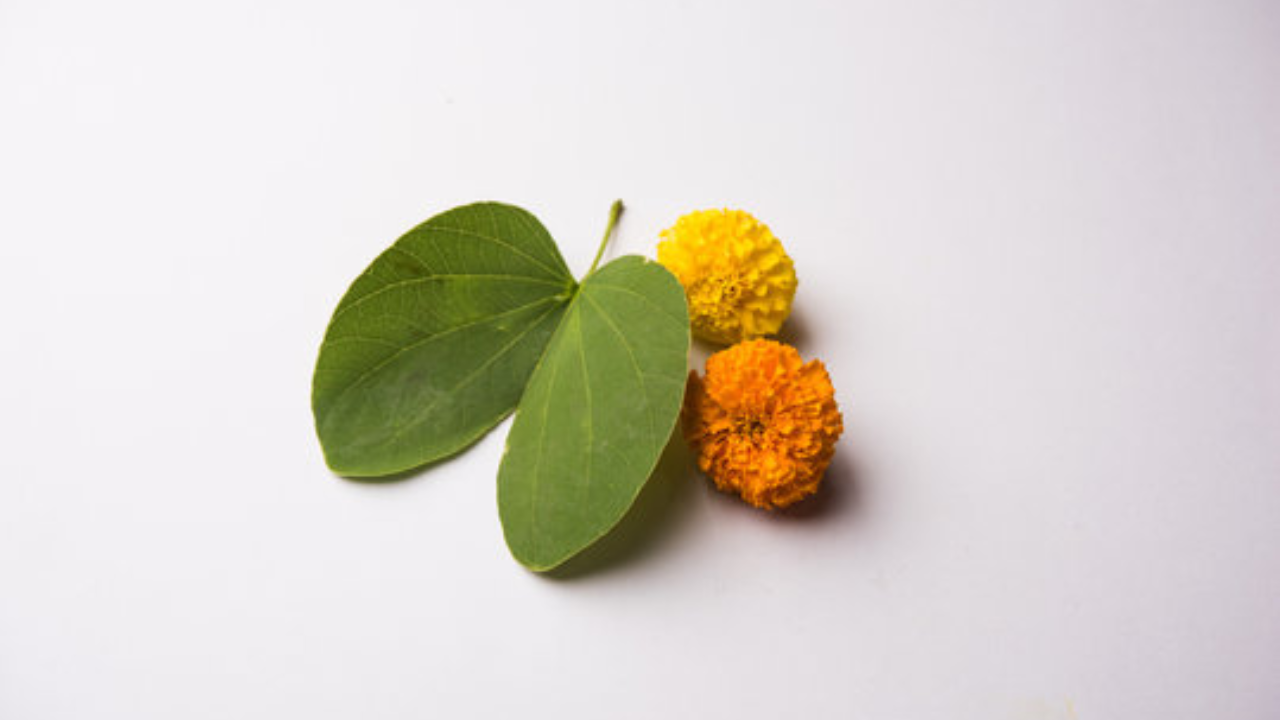 तज्ञांच्या सल्ल्यानुसार, ॲसिडीटी, बद्धकोष्ठता, अपचन, खूप उष्णता अशा सर्व समस्यांवर मात करण्यासाठी आपट्याच्या पानांची मदत होत असते
