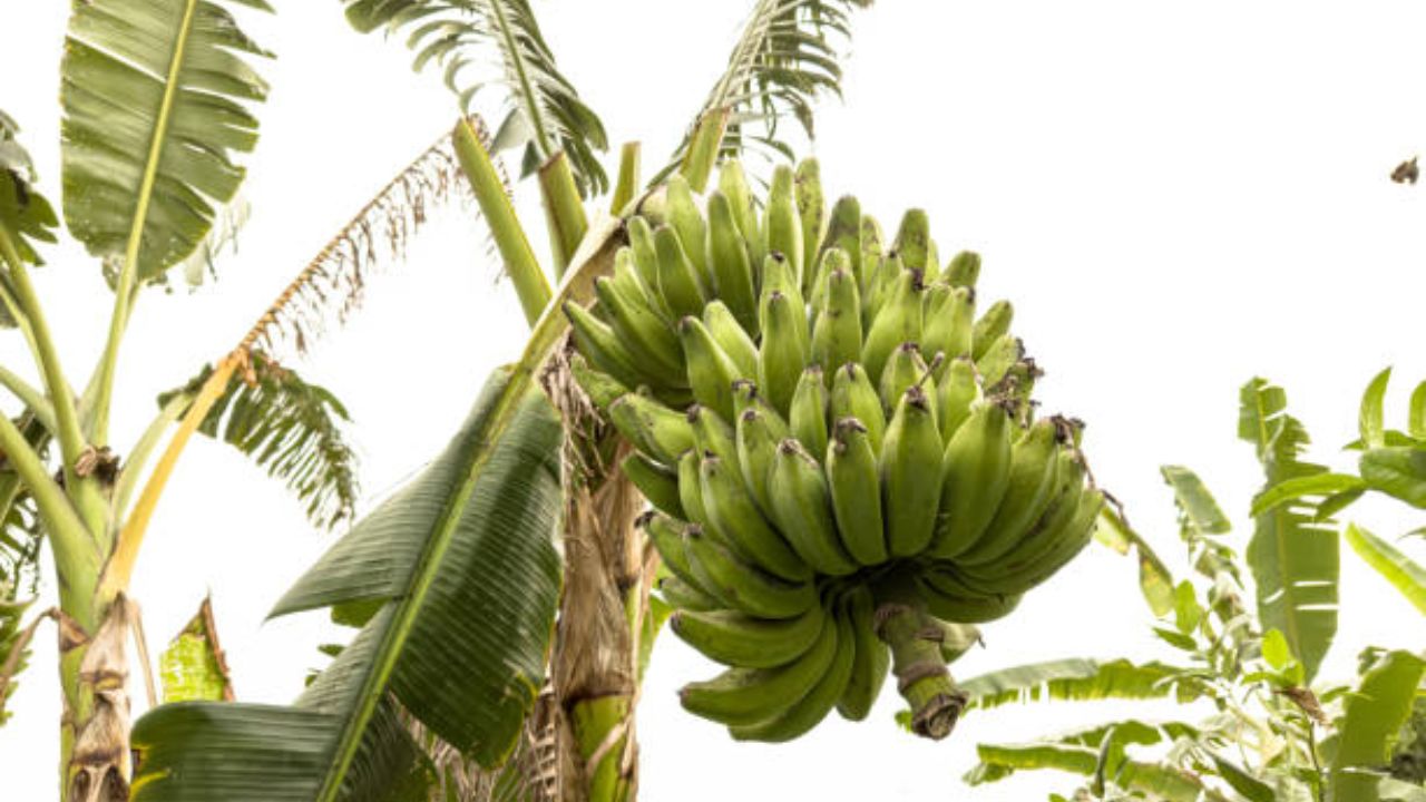 कच्ची केळी हृदयासाठी चांगली असते कारण त्यात पोटॅशियम आणि कमी सोडियमचे प्रमाण असते. हे हृदयाच्या आरोग्याला सुधारते आणि रक्तदाब नियंत्रित करण्यात मदत करतात.