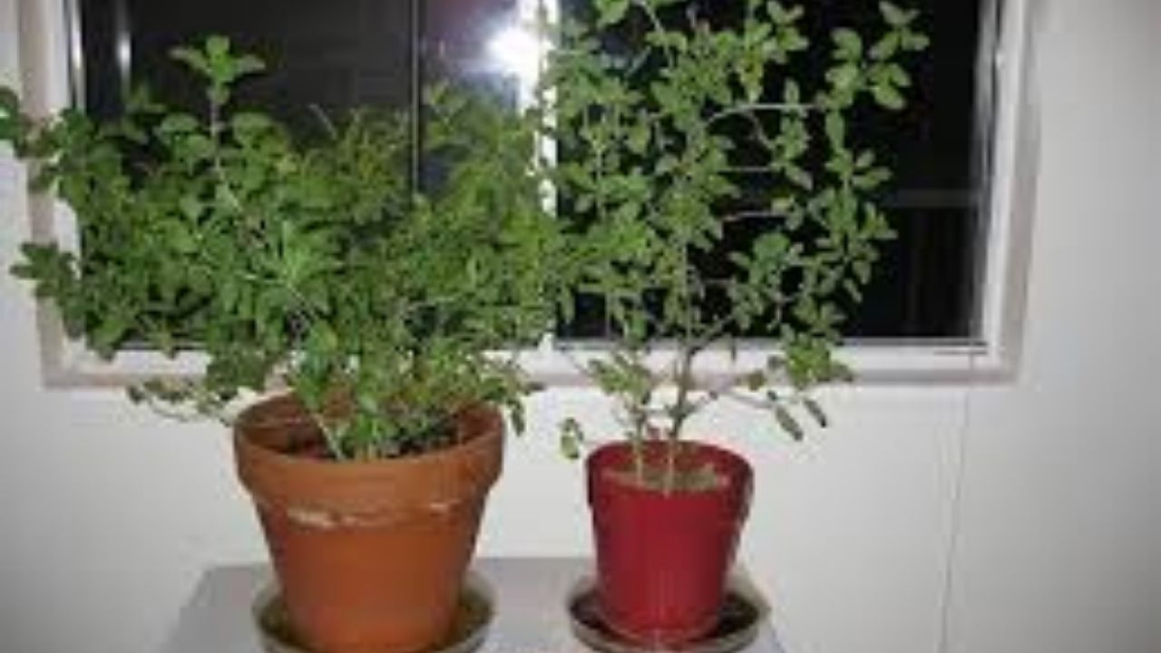 फोटो सौजन्य- istock