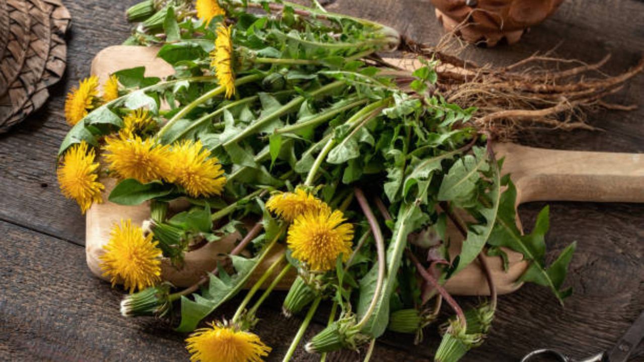 पिवळ्या रंगाची रानटी फुल झाड यकृताचे आरोग्य चांगले ठेवण्यासाठी मदत करतात. डँडेलियन रूट चहाच्या स्वरूपात तुम्ही या फुलाचे सेवन करू शकता.