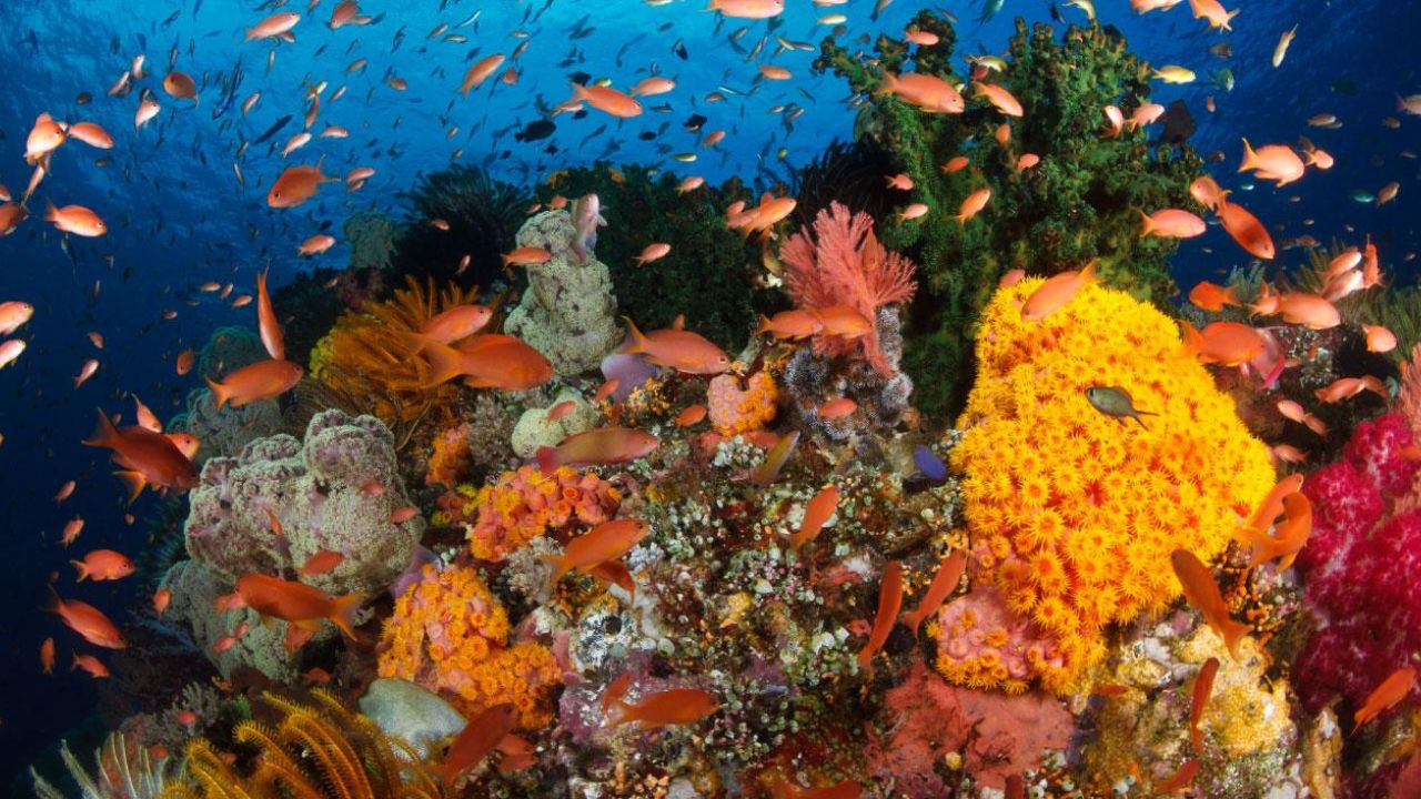 The oceans are 'oxygen' to the earth Know how your life is connected with them