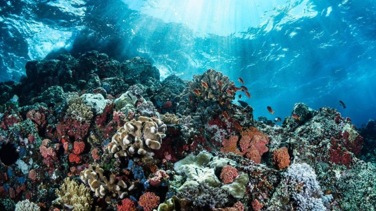 The oceans are 'oxygen' to the earth Know how your life is connected with them