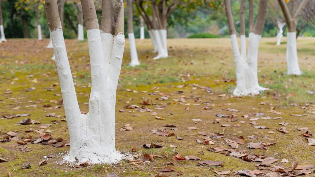   झाडांना रंग देण्यासाठी विशेष प्रकारचा चुना वापरला जातो. या चुन्यात काही घटक असतात जे झाडांसाठी हानिकारक नसतात.