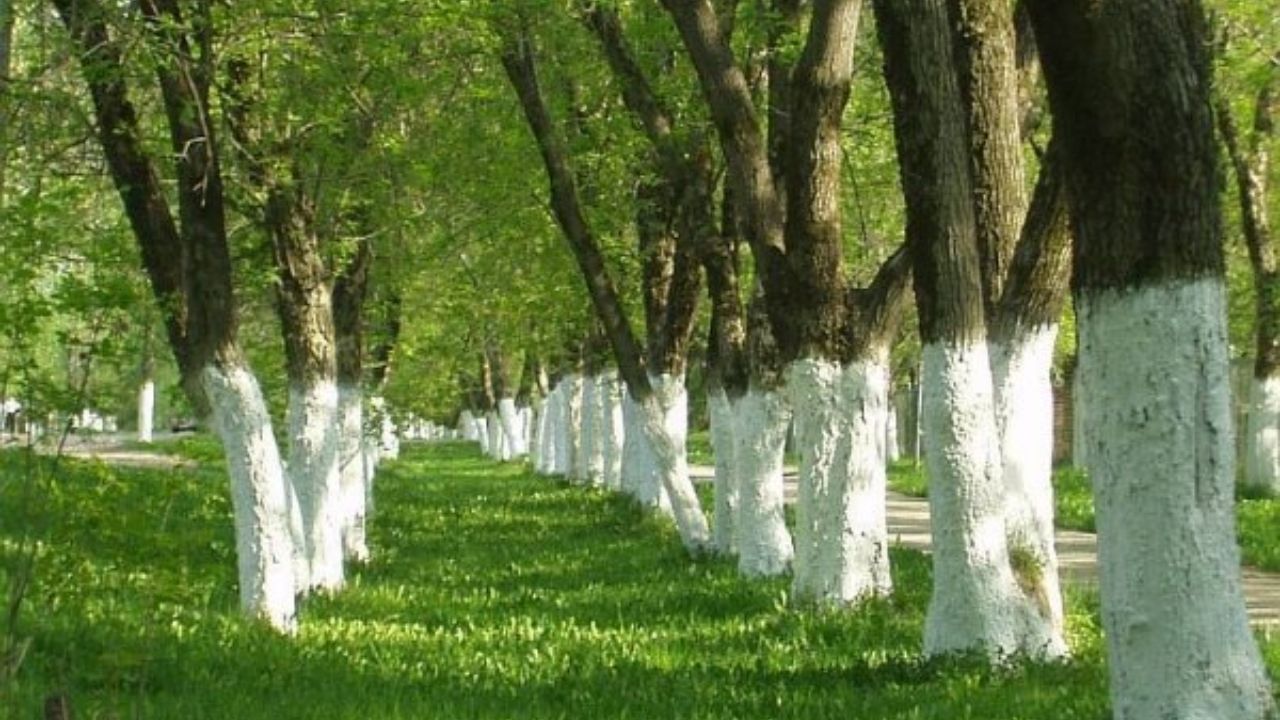 झाडांच्या सालातून अनेक प्रकारचे रोग पसरतात. पांढरा थर अडथळा म्हणून काम करतो आणि रोगांचा प्रसार रोखतो. तसेच, उन्हाळ्यात, सूर्याच्या तीव्र किरणांमुळे झाडांची साल जळू शकते. पांढरा रंग सूर्यप्रकाश परावर्तित करतो त्यामुळे झाडाची साल सूर्याच्या उष्णतेपासून सुरक्षित राहते.