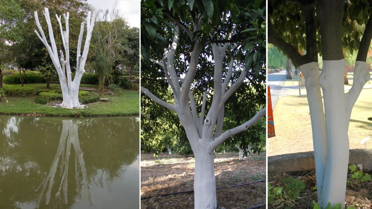 जंगलात किंवा बागेतील झाडे पांढऱ्या चुन्याने रंगवली जातात. हे केवळ सजावटीचे काम नाही, तर त्यामागे एक वैज्ञानिक कारणही दडलेले आहे. झाडांना पांढरे रंग दिल्याने कोणते फायदे होतात ते जाणून घेऊया.