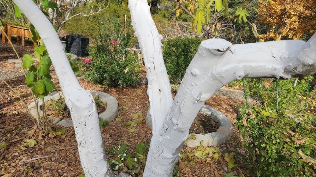 पांढरा थर बुरशीच्या वाढीस प्रतिबंध करते. बुरशी झाडांना हानिकारक आहे आणि झाडांना हानी पोहोचवू शकते आणि पांढरा थर झाडाच्या सालाचे यांत्रिक नुकसान होण्यापासून संरक्षण करते. जसे की जनावरांनी खाजवल्यामुळे किंवा इतर कारणांमुळे होणारे नुकसान.