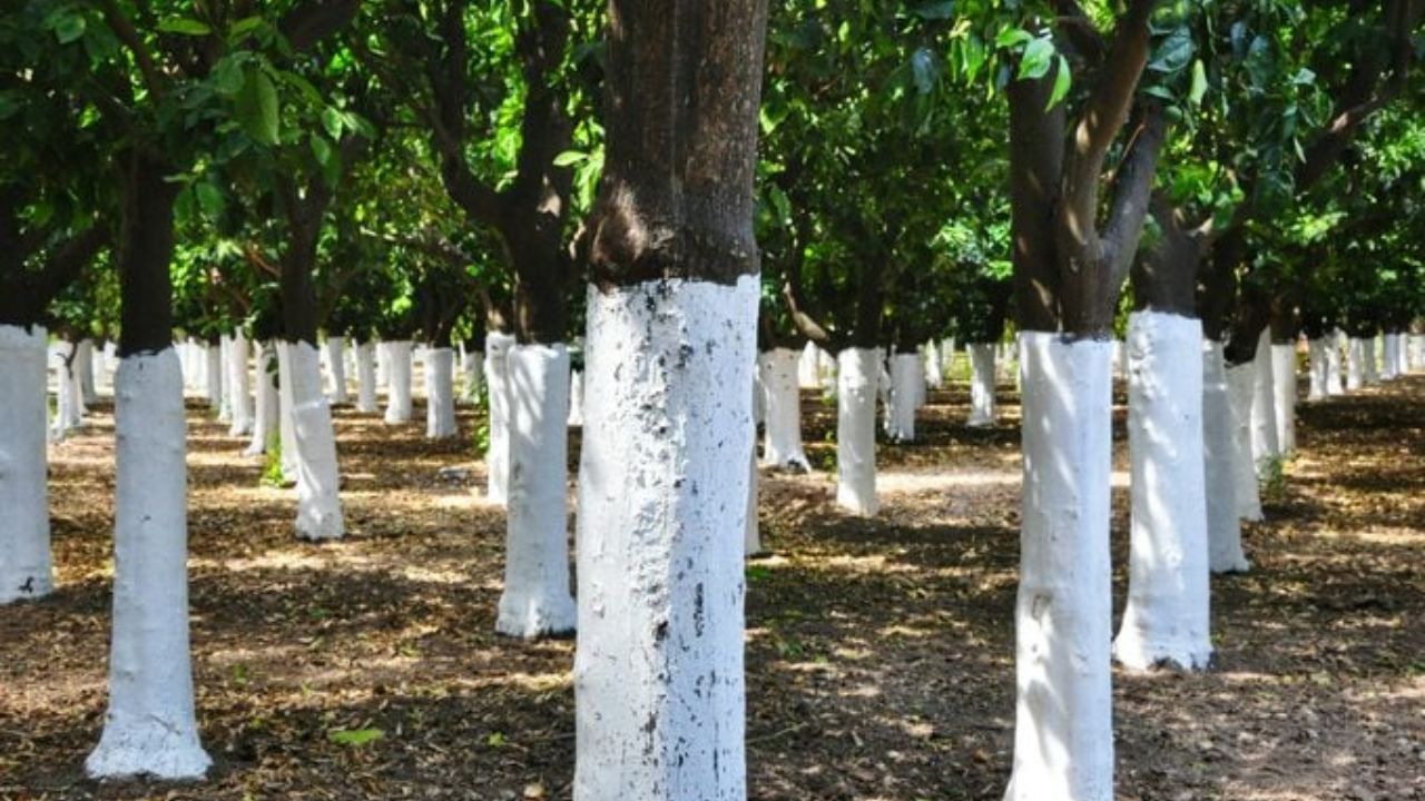 झाडे पांढरे रंगवण्याची अनेक कारणे आहेत. पांढरा रंग कीटकांना आकर्षित करत नाही. जेव्हा झाडाच्या खोडांना पांढरे रंग दिले जातात तेव्हा कीटक झाडावर चढणे टाळतात. हे झाडांना कीटकांपासून होणाऱ्या नुकसानापासून वाचवते.