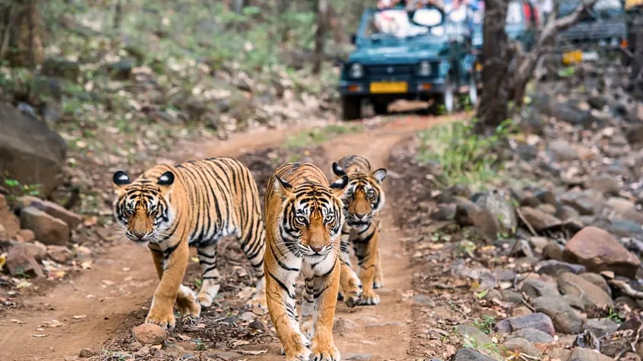 ‘रणथंबोर’मधील तब्बल 25 वाघ बेपत्ता; राजस्थान सरकारने घेतला ‘हा’ मोठा निर्णय