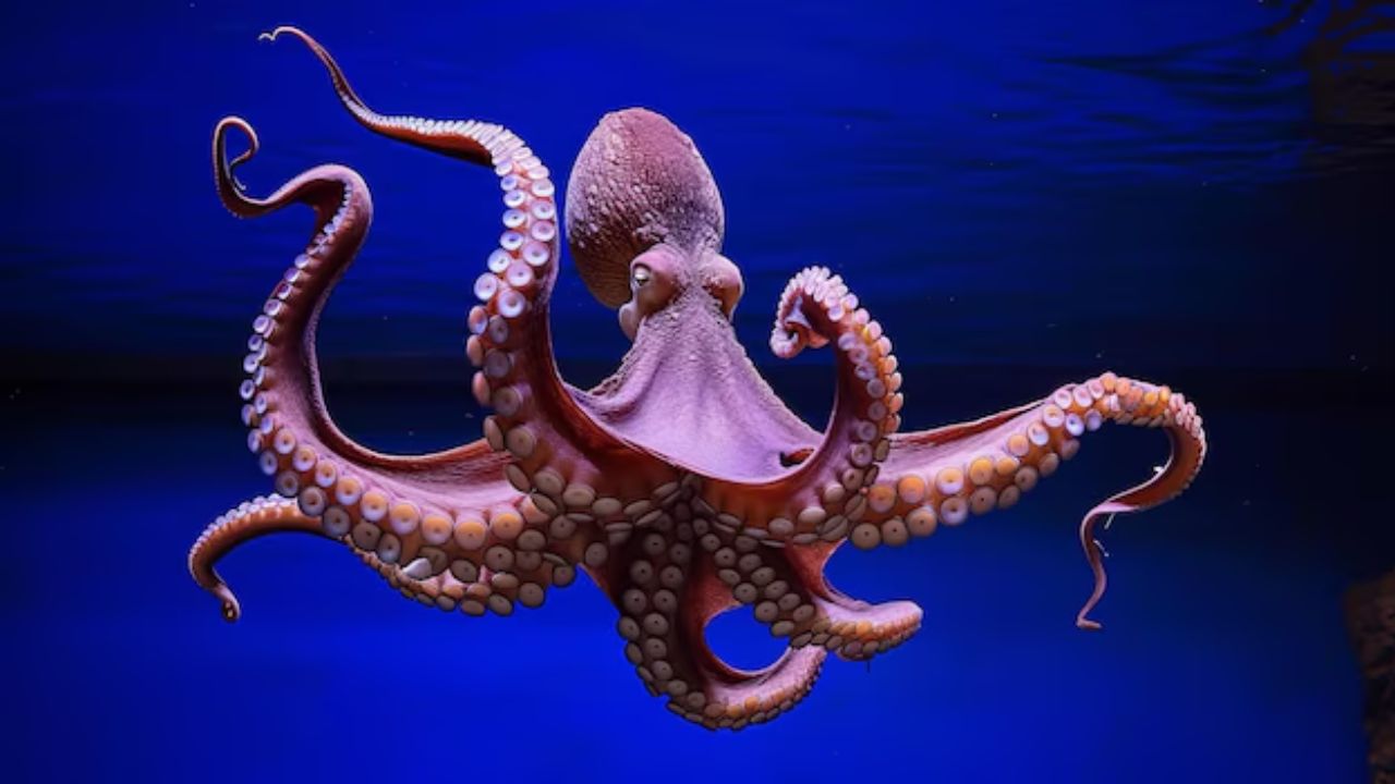 ऑक्सफर्ड युनिव्हर्सिटीतील हर्पेटोलॉजिस्ट आणि जीवशास्त्रज्ञ टिम कौलसन यांनी म्हटले आहे की, मानवाने स्वतःच जगाचा नाश केला तर ऑक्टोपस फुलतील आणि त्यांच्या क्षमतेच्या जोरावर पुढील सभ्यता निर्माण करतील.