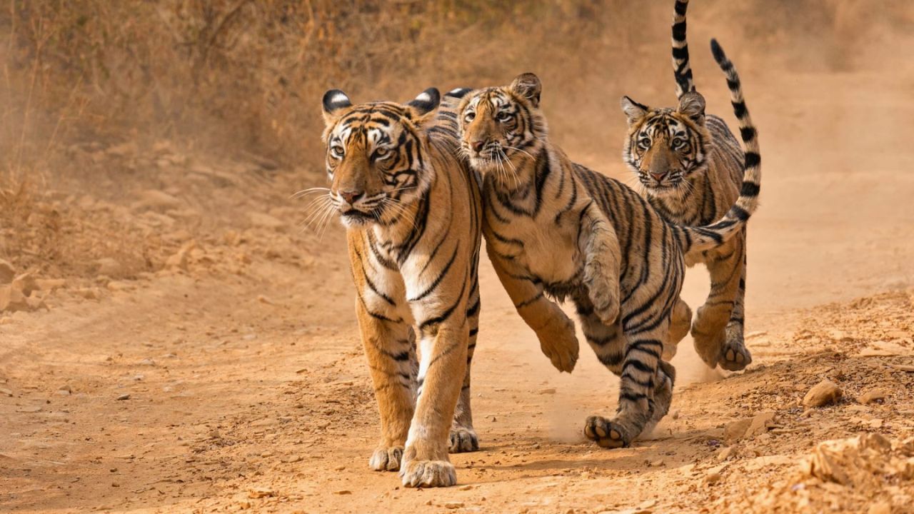 As many as 25 tigers missing in Ranthambor Rajasthan government has taken 'this' big decision