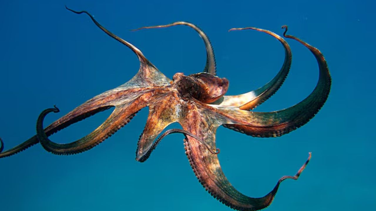 अशी वेळ येईल जेव्हा पृथ्वी मानवांना राहण्यासाठी योग्य राहणार नाही याबद्दल कोणालाही शंका नाही.