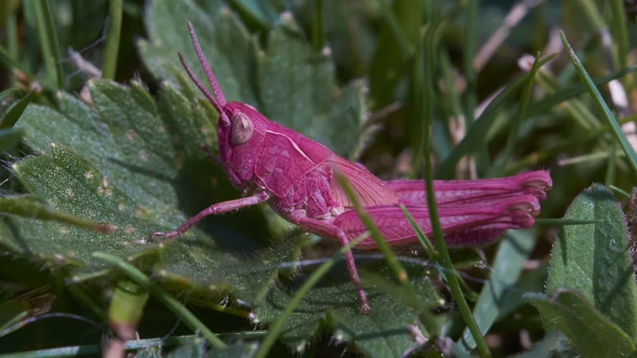 Pink Grasshopper The rare pink grasshopper is a unique miracle of nature