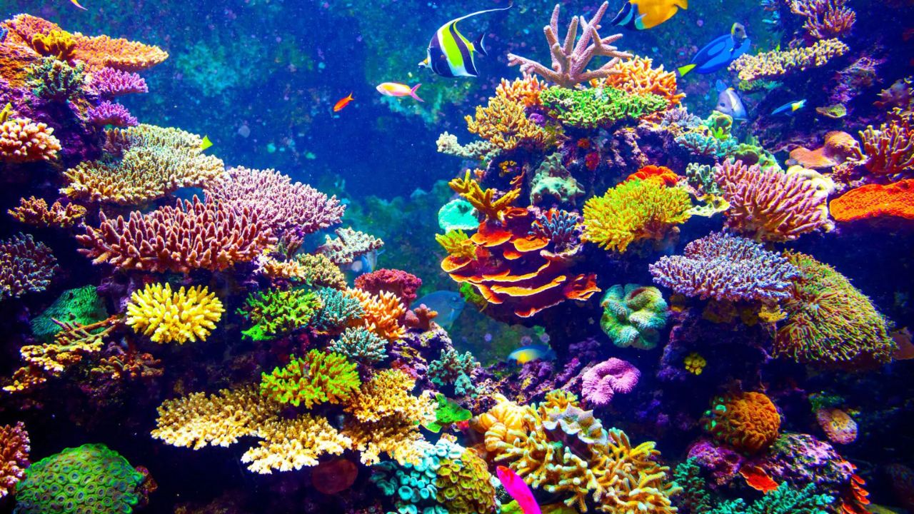 The oceans are 'oxygen' to the earth Know how your life is connected with them