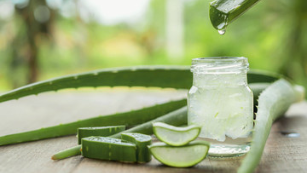 कोरफडचा होईल योग्य उपयोग