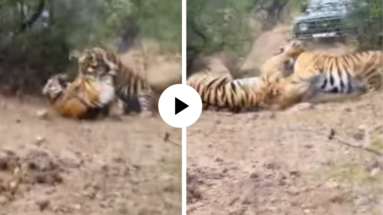 Lion Vs Lion: जंगलात दोन वाघांमध्ये झाली भयानक लढत, कोण ठरलं विजयी? थरारक लढतीचा Video Viral
