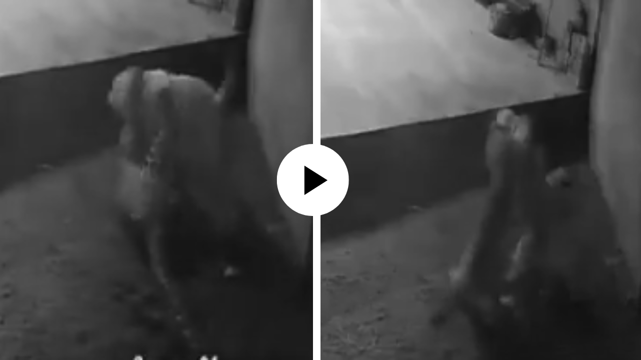 कुत्र्याने बिबट्यावर चढवला हल्ला, शिकारासाठी आला पण स्वतःचाच खेळ करून बसला, लढतीचा थरारक Video Viral