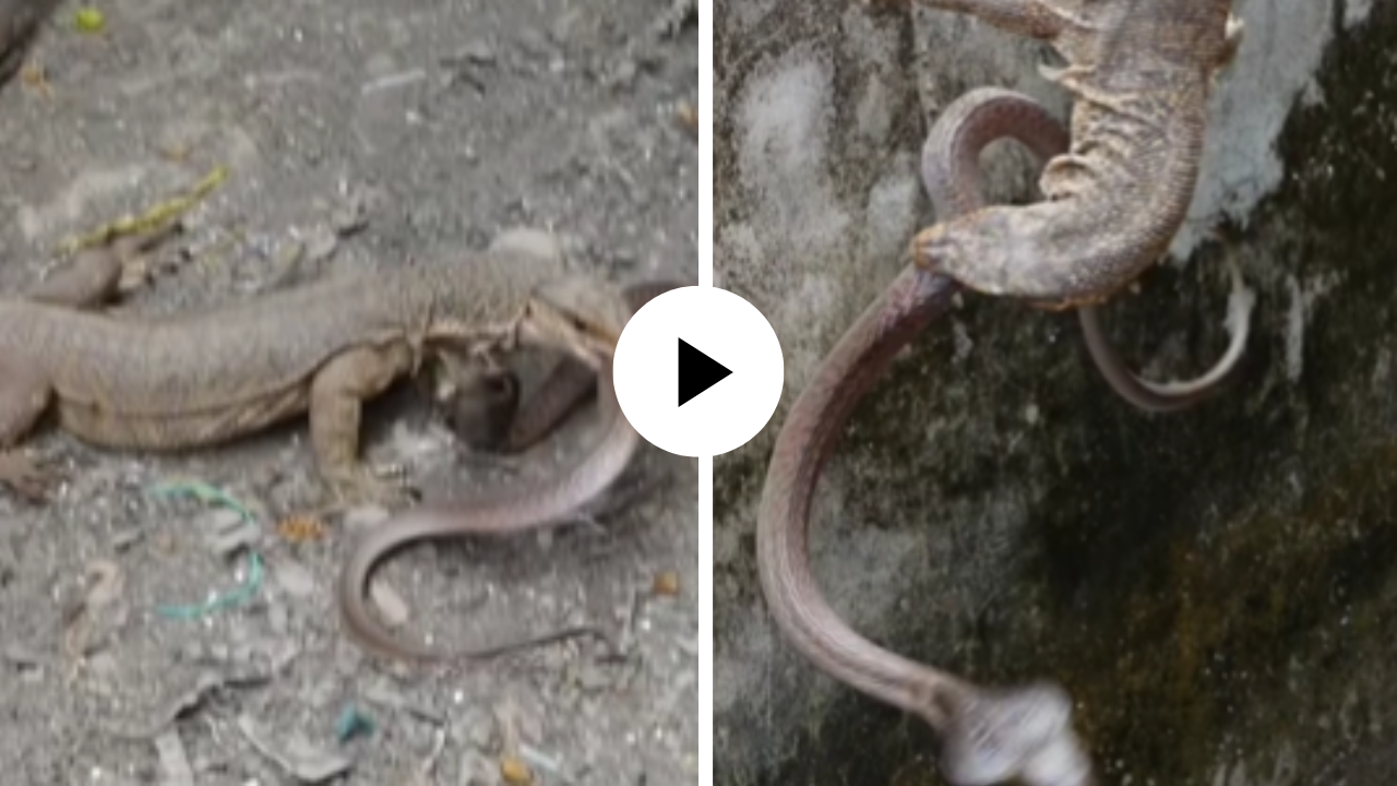 सरड्याने केली विषारी सापाची शिकार, एका झटक्यात पकडले तोंडात अन् थरकाप उडवणारा Video Viral