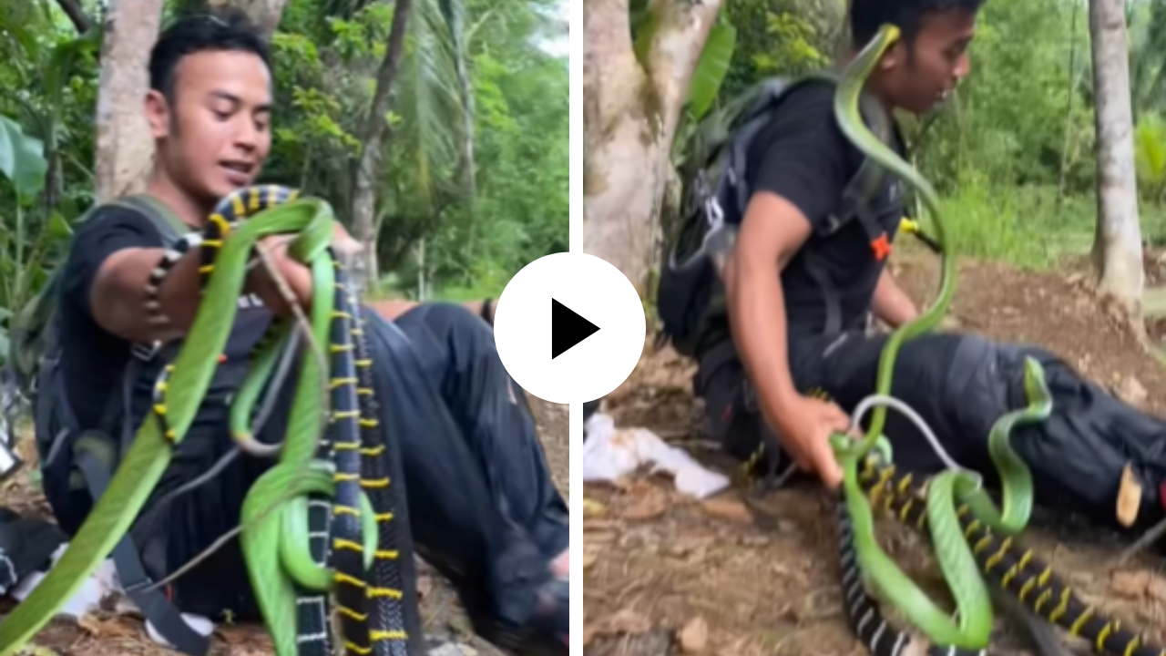 जंगलात चक्क 7 सापांशी खेळत होता तरुण तितक्यात एकाने काढला फणा अन्... काळजाचा ठोका चुकवणारा Video Viral