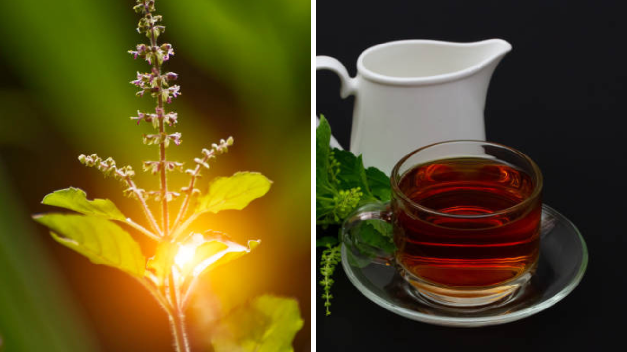 रोज सकाळी तोंड न धुता खा तुळशीची 5 पानं, शरीरातून प्रत्येक आजार होईल फ्लशआऊट