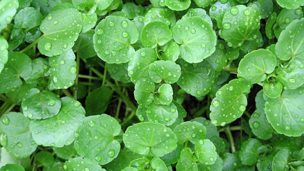 वॉटरक्रेस्ट वा जलकुंभ ही सर्वात आरोग्यदायी भाजी आहे. त्यात अँटिऑक्सिडंट असतात जे शरीराला ऑक्सिडेटिव्ह तणावापासून वाचवतात. याशिवाय मधुमेह, हृदयविकार, कर्करोग आणि इतर जुनाट आजारांचा धोका कमी होतो असे सांगण्यात येते 