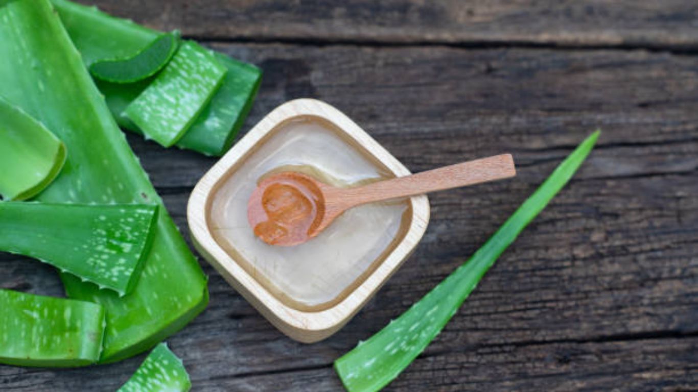 हिवाळ्यात त्वचेला कोरफड जेल लावावे की नाही? जाणून घ्या त्वचेवर कोरफड जेल लावण्याची योग्य पद्धत