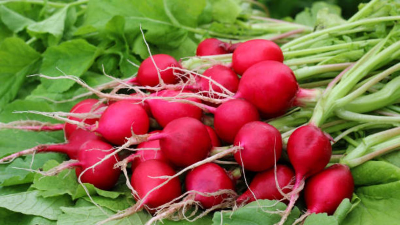 लाल मुळा खाण्याचे फायदे