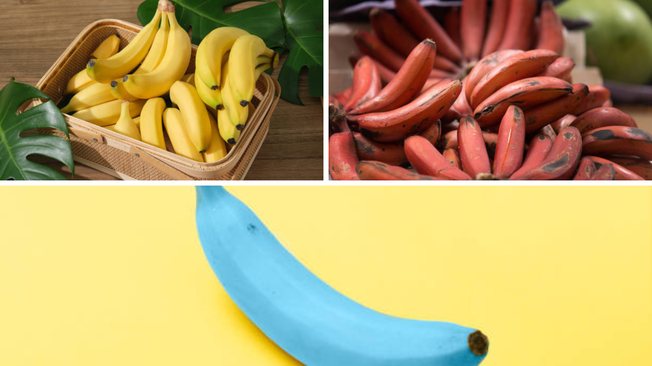 कोणतं केळं जास्त पौष्टिक, तुम्ही कोणत्या रंगाची कराल निवड…पिवळं, लाल की निळं