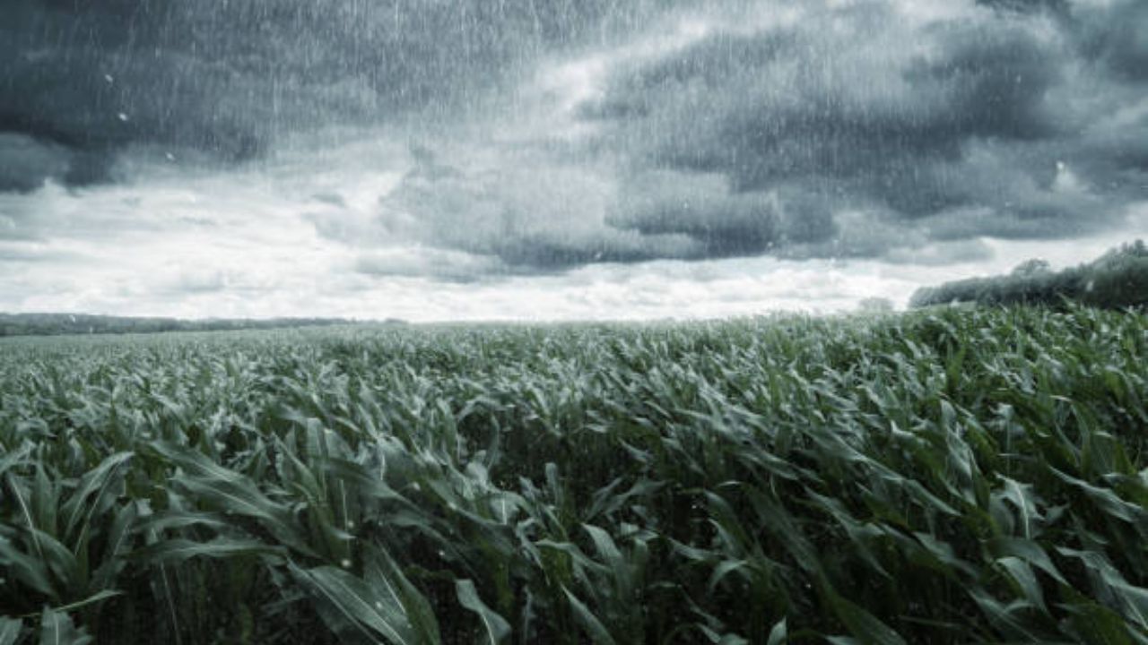Crops In Mokhada Were Washed Away By Unseasonal Rain