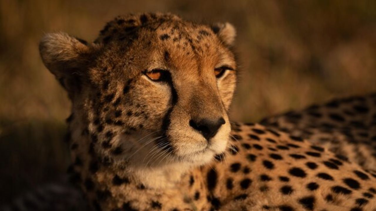 International Cheetah Day From today Vayu and Agni will be able to roam freely in the Kuno forest