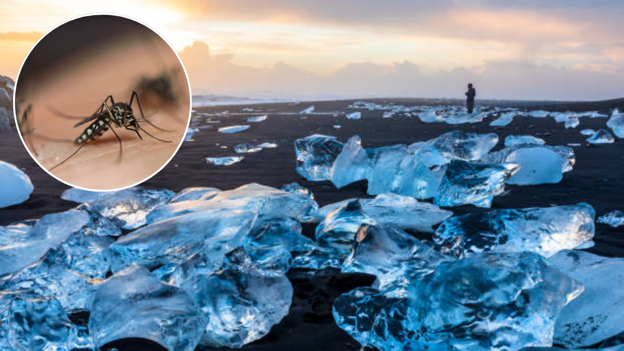 या देशात तुम्ही एक मच्छरही नाही मारू शकत! पण का असे?