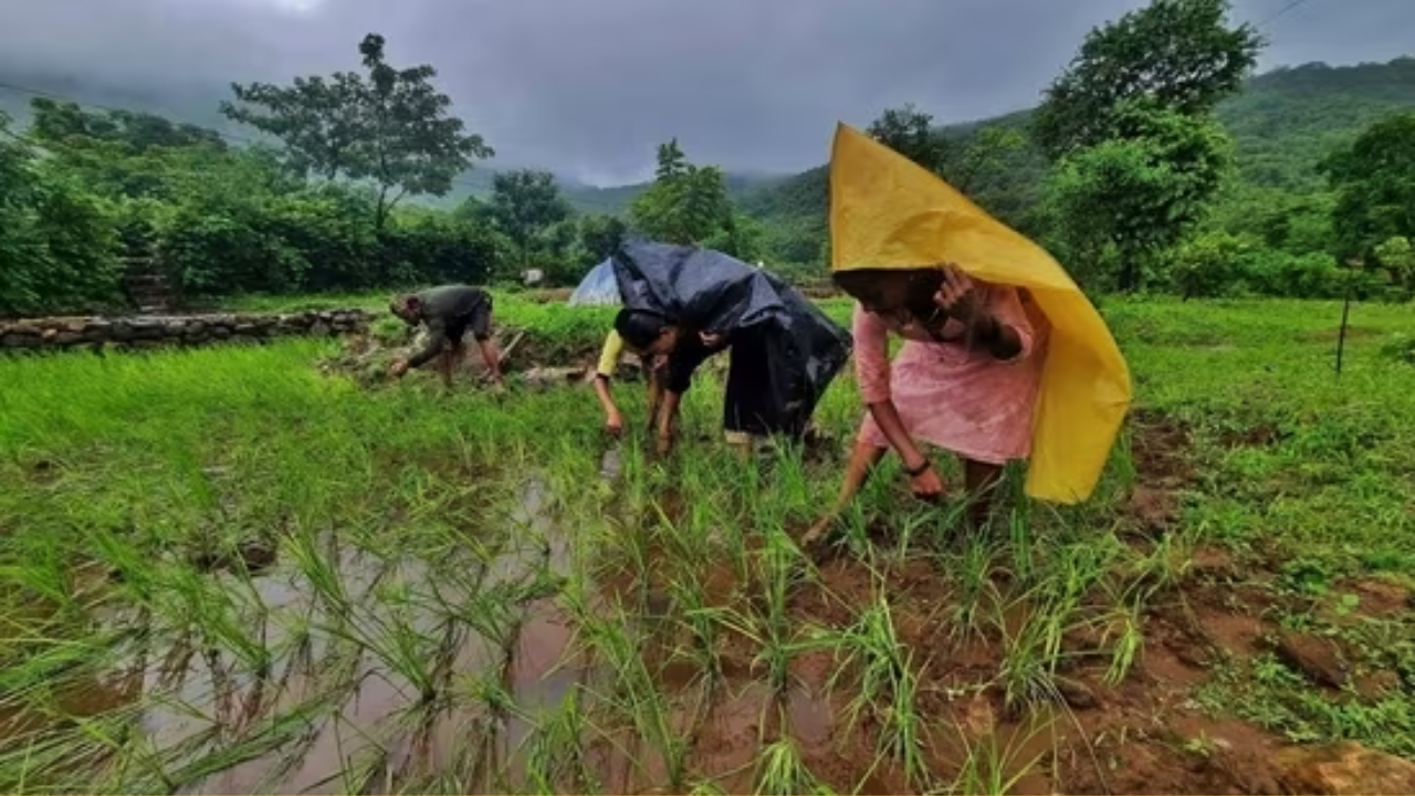 Tribal Farmers Are Stuck Due To Lack Of Procurement Center In Palghar Demand Has Been Made To Set Up A Rice Procurement Center