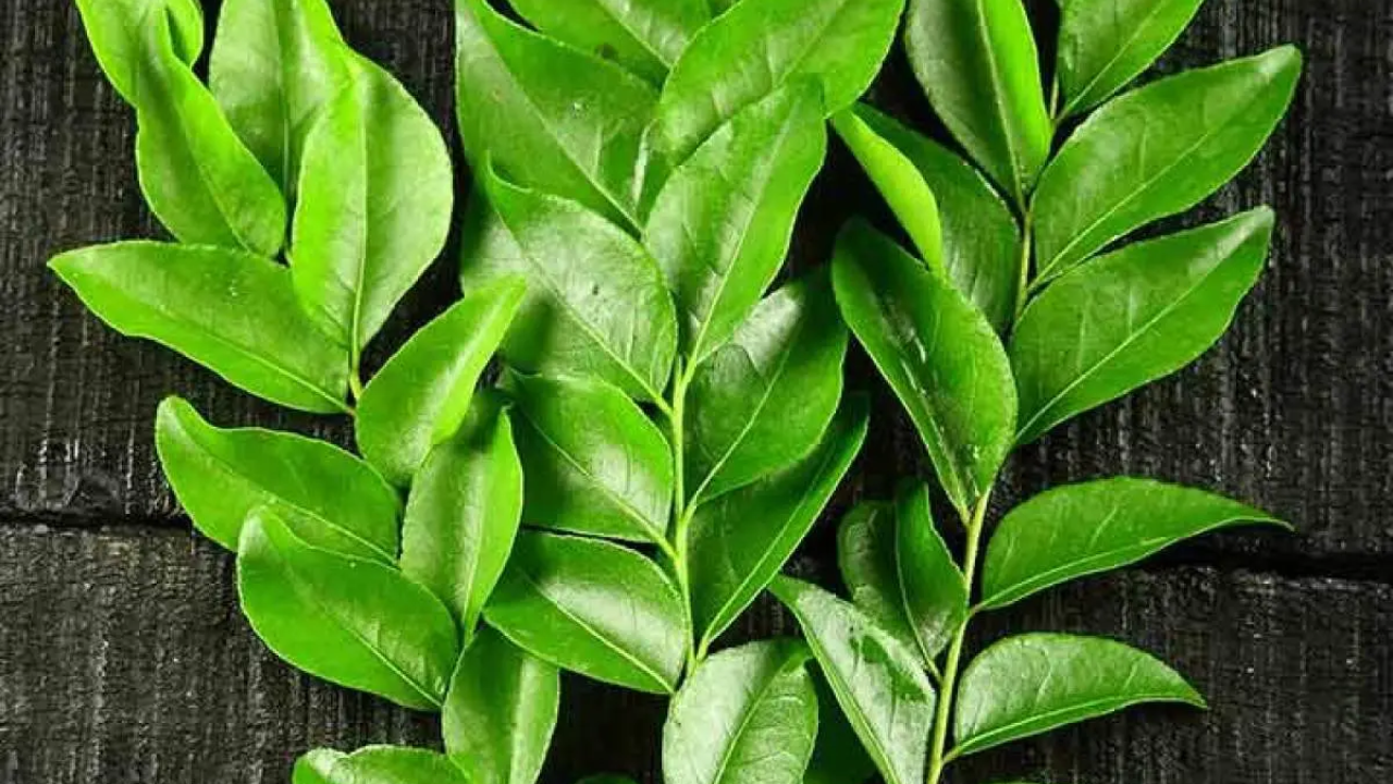 कडी पत्त्यांचे सेवन यकृत निरोगी ठेवते आणि पचन सुधारते. कडी पत्ते यकृत निरोगी ठेवतात आणि पचनाशी संबंधित समस्या जसे गॅस, ऍसिडिटी आणि पोट फुगणे दूर करतात.
