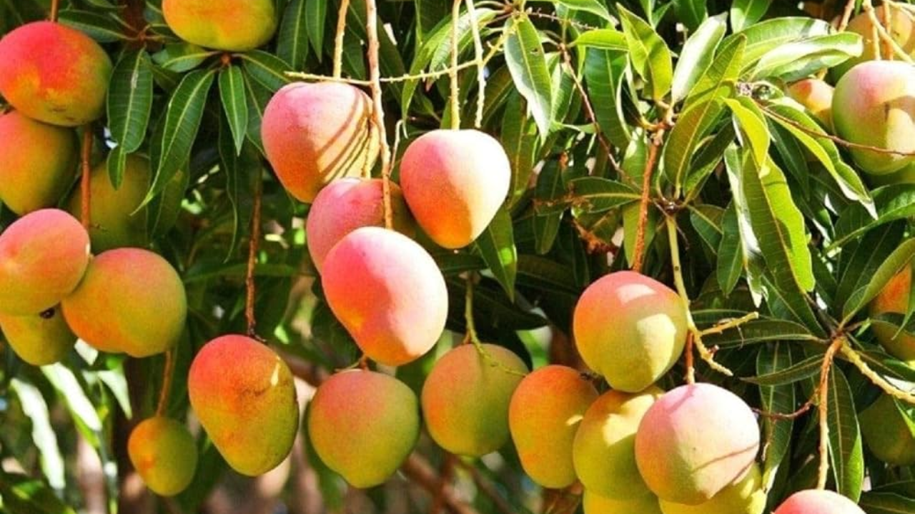    आंब्याचा अधिक वापर हिवाळ्यात टाळावा, कारण त्यामध्ये जास्त प्रमाणात साखर आणि ऍसिडिटी असते, जे पचनसंस्थेवर दबाव आणू शकते. यामुळे जास्त गरमपणा, पित्त आणि पचनासंबंधी समस्यांचा सामना करावा लागतो.