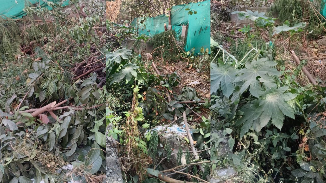 कोंढव्यात विनापरवानगी खुलेआम झाडांची कत्तल