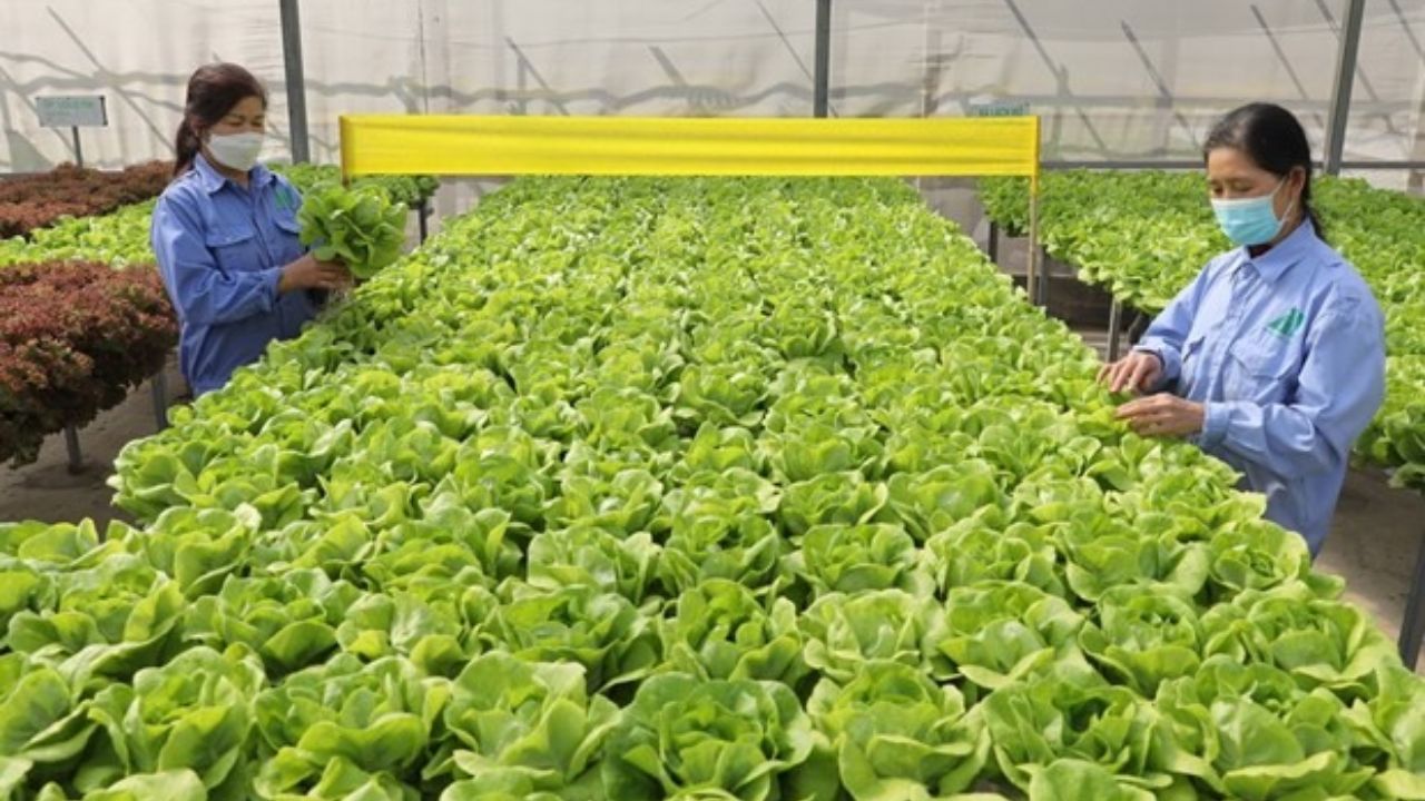 Organic Farming: सेंद्रीय शेती करताना ‘या’ गोष्टींची घ्या विशेष काळजी अन् करा लाखोंची कमाई