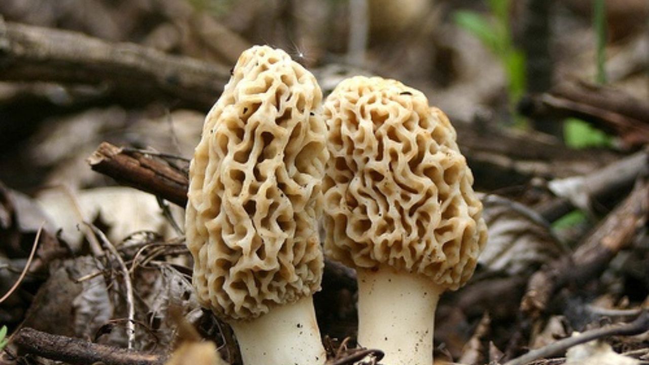  यार्त्सा गुम्बू हा एक प्रकारचा अळी आहे जो तिबेट आणि नेपाळमध्ये आढळतो. याला जगातील सर्वात महाग भाजी देखील म्हटले जाते. त्याची किंमत सोन्याहून अधिक आहे.