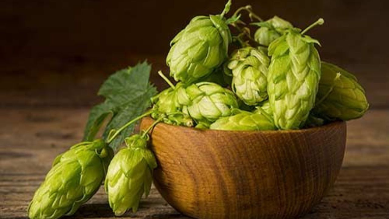 उत्तर अमेरिकेत आढळणाऱ्या हॉप शूट्सचा वापर बिअर बनवण्यासाठी केला जातो. याशिवाय औषधी बनवण्यासाठीही याचा वापर होतो. त्याची अंदाजे किंमत 73,000 रुपये आहे .