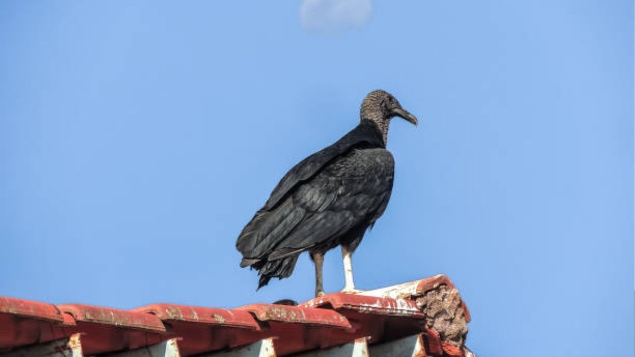 फोटो सौजन्य- istock