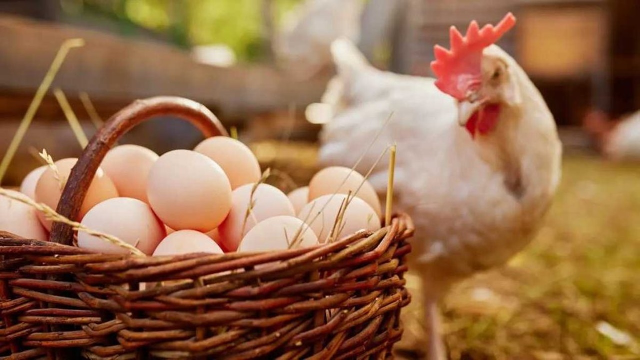 Animal Husbandry Department Urges Citizens On Eating Chicken And Eggs 100 Percentage Safe