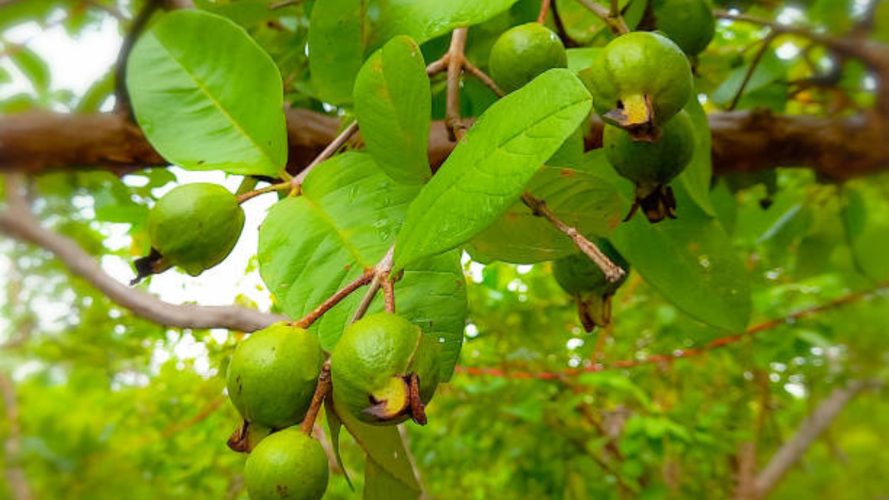 पेरूमध्ये भरपूर प्रमाणात फायबर असते, जे पचनासाठी चांगले मानले जाते. पण रिकाम्या पोटी याचे सेवन केल्याने पोटदुखी आणि गॅस तयार होण्याची शक्यता वाढते