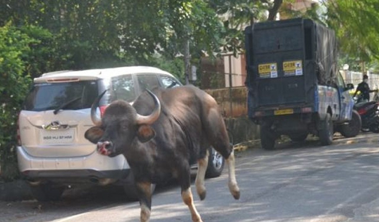 कोल्हापूरच्या शाहुवाडी तालुक्यात गव्याचा तरुणावर हल्ला; तरुण गंभीर जखमी