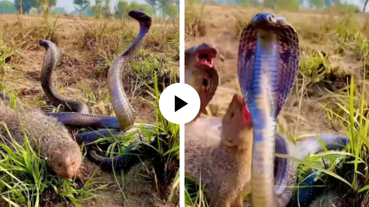 पती-पत्नी और वो! नाग-नागिणीमध्ये अडकला मूंगूस, मग जे घडलं... पाहून डोळे खुलेच्या खुले राहतील; थरारक Video Viral