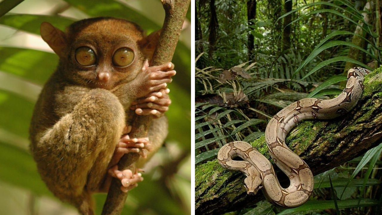 ॲमेझॉनच्या जंगलात विविध प्रकारची झाडे आणि प्राणी आढळतात. माहितीनुसार, येथे 40,000 हून अधिक वनस्पती, 2.5 दशलक्ष कीटक आणि 1,300 हून अधिक पक्ष्यांच्या प्रजाती आढळतात
