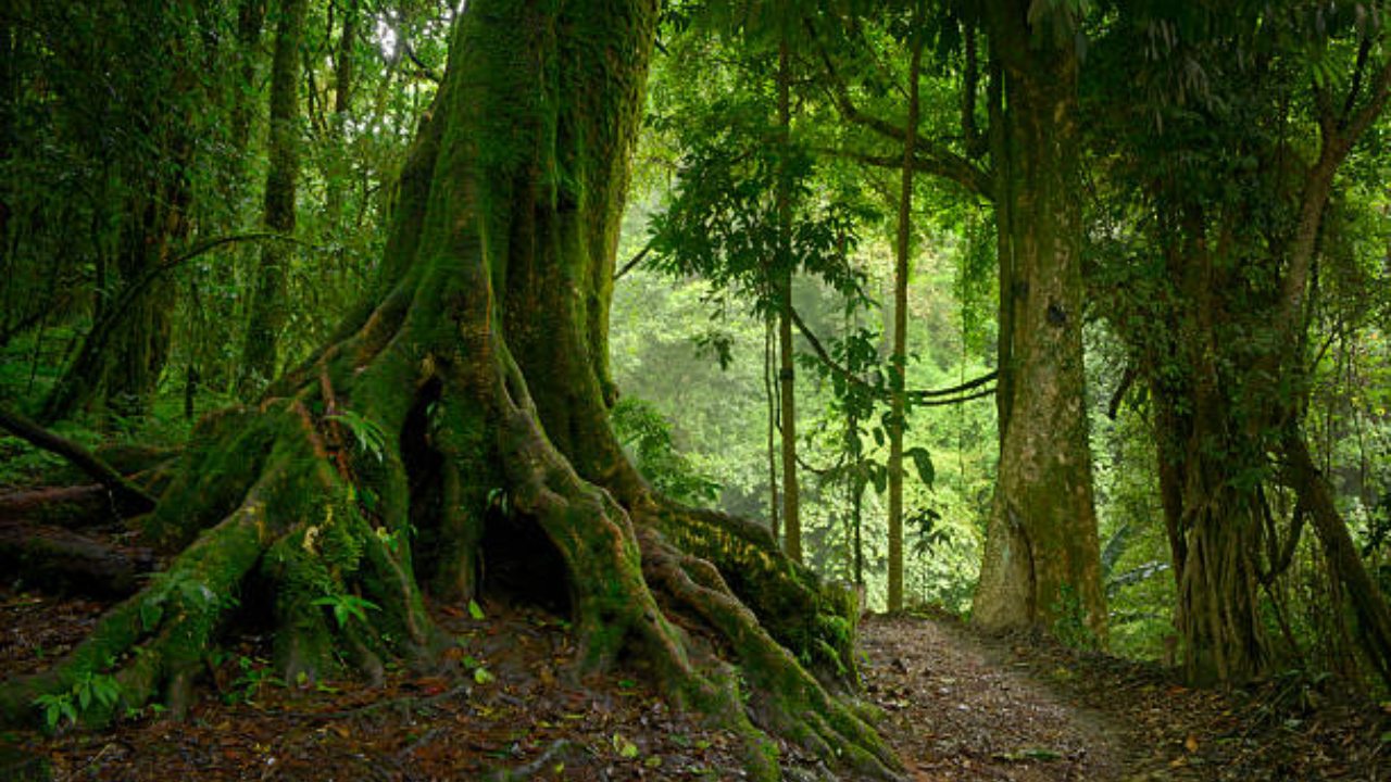 जर एखादी व्यक्ती ॲमेझॉनच्या जंगलाच्या आत गेली तर त्याचे जगणे कठीण आहे, कारण ही जंगले इतकी मोठी आणि घनदाट आहेत की सूर्यकिरणांना जमिनीवर पोहोचण्यासाठी संघर्ष करावा लागतो. याशिवाय इथे अनेक असे प्राणी आहेत, जी मनुष्यासाठी धोकादायक ठरू शकतात 
