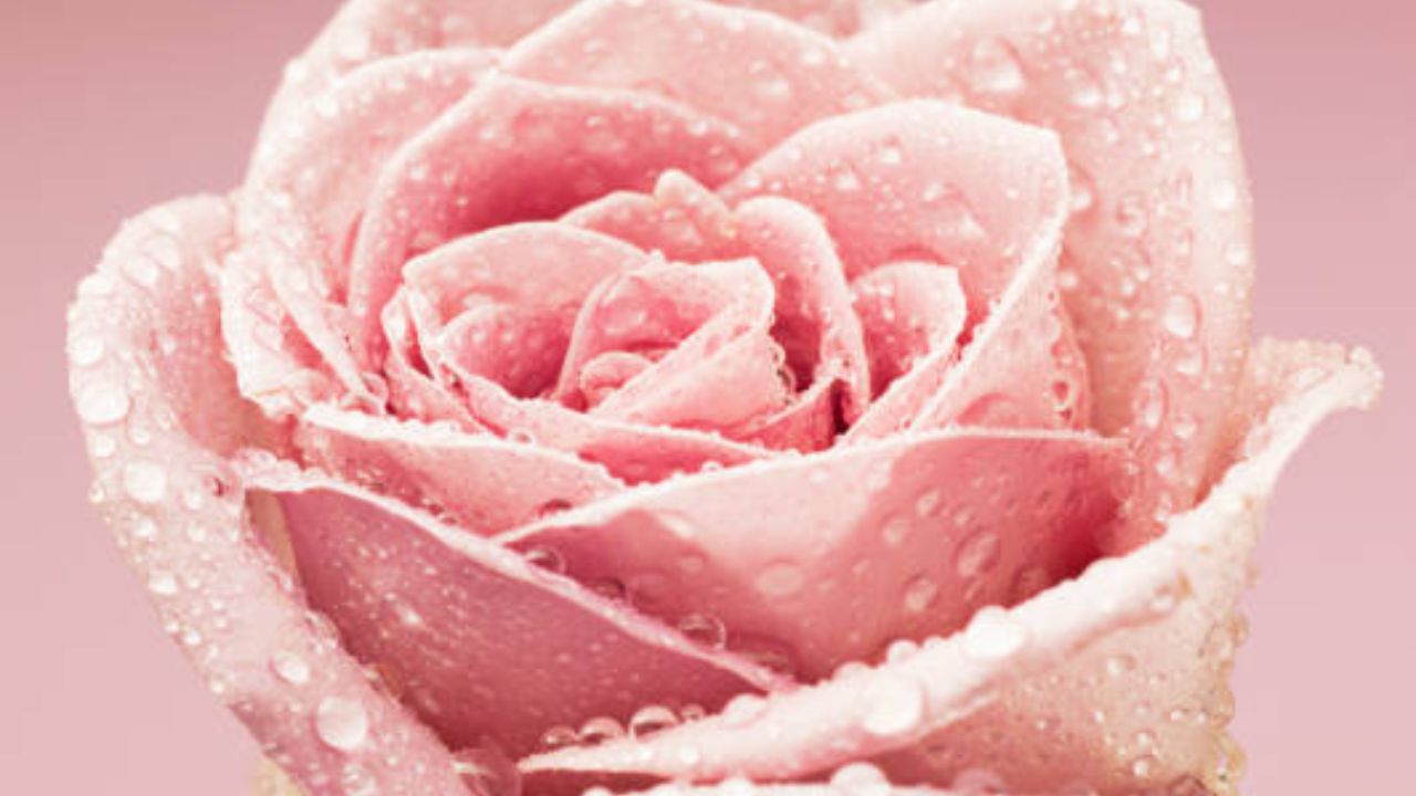 गुलाब जल प्यायल्यास शरीरावर काय परिणाम होईल? जाणून व्हाल चकित